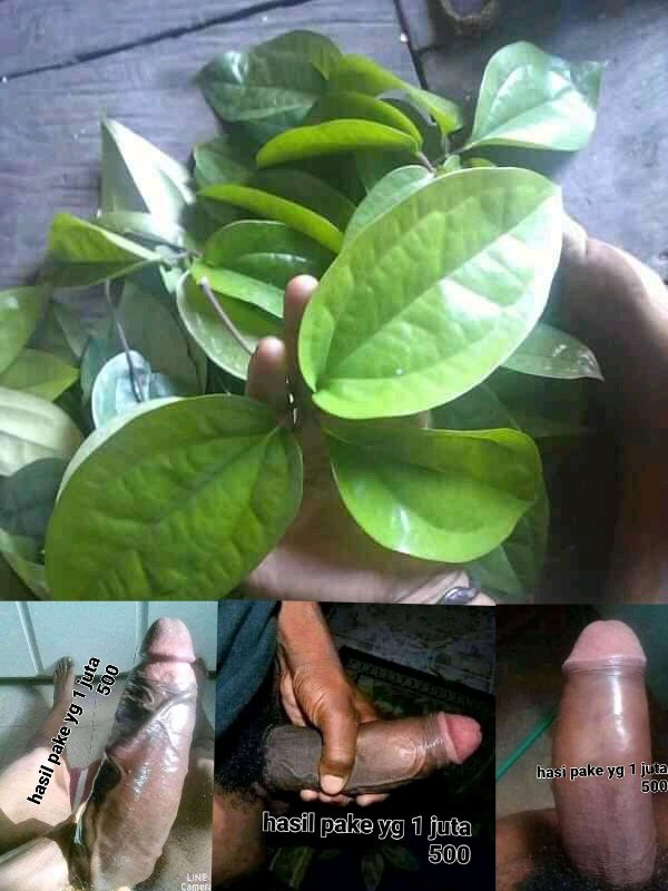 ADO05047848's tweet photo. Lintah, Buah Hitam.Daun bungkus buah hitam. Ramuan asli untuk kasih besar dan panjang penis 1 botol 1 juta  500. Rb. Ramuan utk bungkus .pake  mlm pagi besar panjang penis. Ramuan pake aman ,karna ramuan sudah campur pendingin.yg mau wa.08127984949
 manokwari papua.   Napi KebaR https://t.co/CynGftoS24