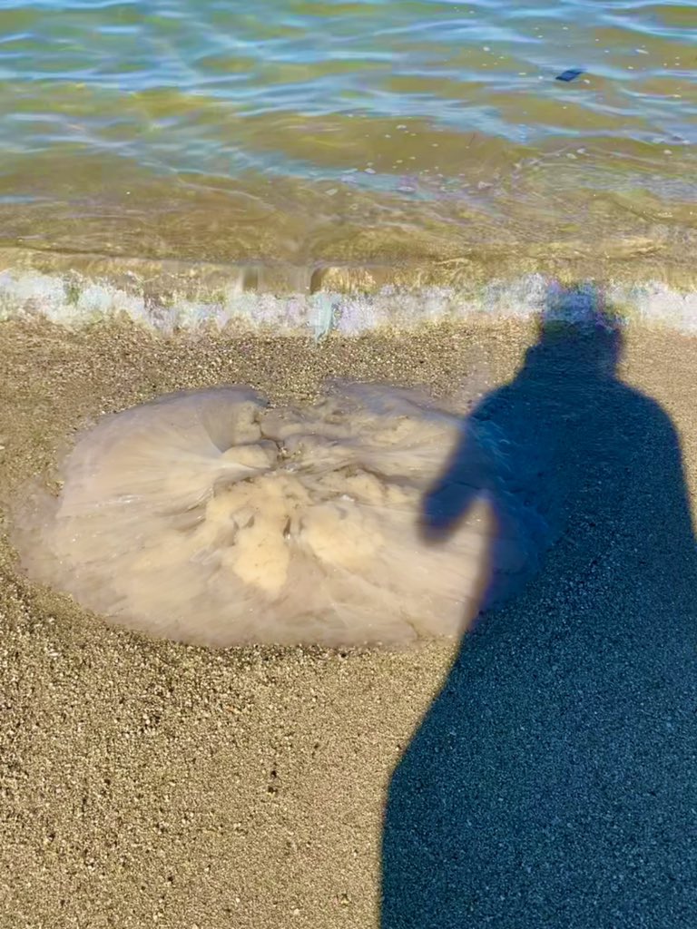 野田エミリー E Make メイク こっこれは S ゚d゚lll デカい なっなんだ Lions Mane Jellyfish 砂浜に打ち上げられてるのと フワフワ浮いているのと Island Sea Sky Beach Lionsmanejellyfish ライオンタテガミクラゲ 野田エミリー E Make メイク こっこれは S ゚d゚lll デカい なっなんだ Lions Mane Jellyfish 砂浜に打ち上げられてるのと フワフワ浮いているのと Island Sea Sky Beach Lionsmanejellyfish ライオンタテガミクラゲ