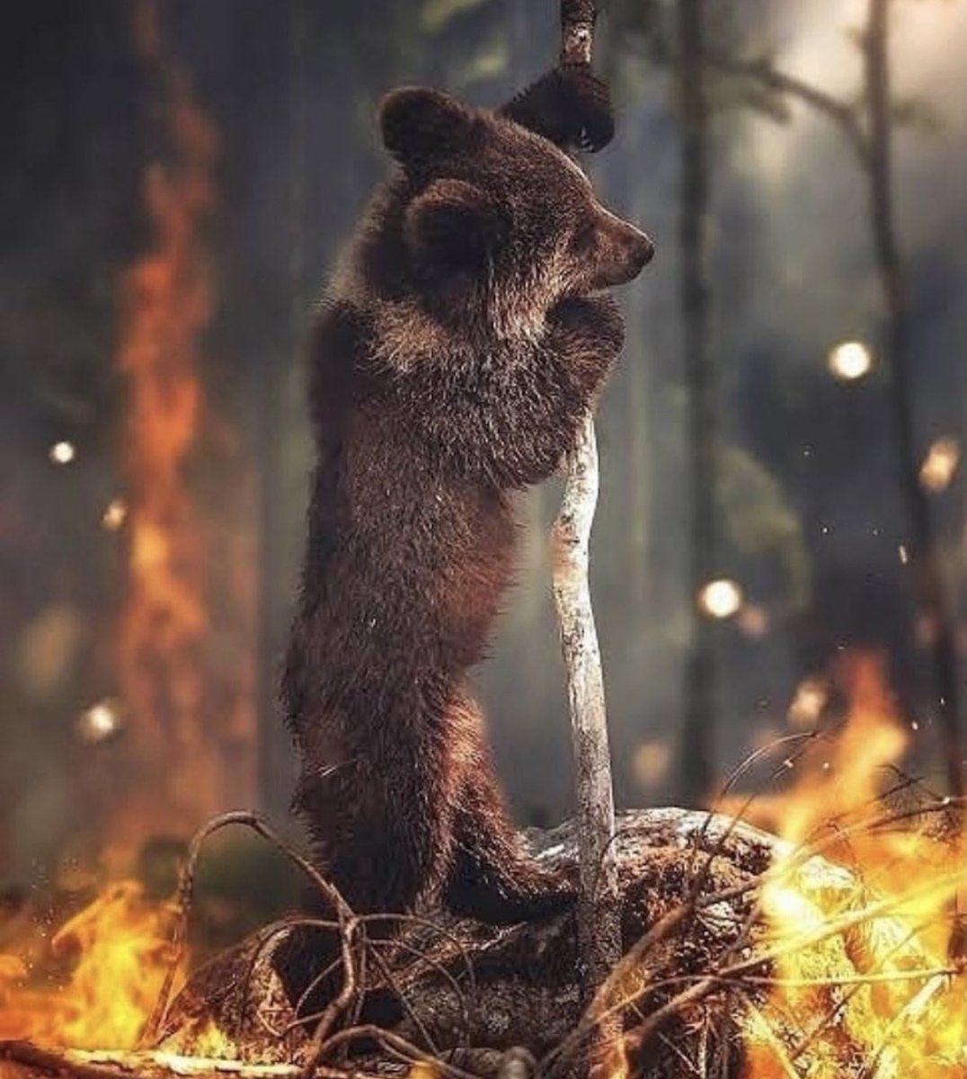 Misericórdia meu Deus , essa cena partiu meu coração, sem falar nas pessoas que morreram e outras tantas que ficaram desabrigadas por conta dos incêndios florestais na Turquia 😭😭 #helpturkey