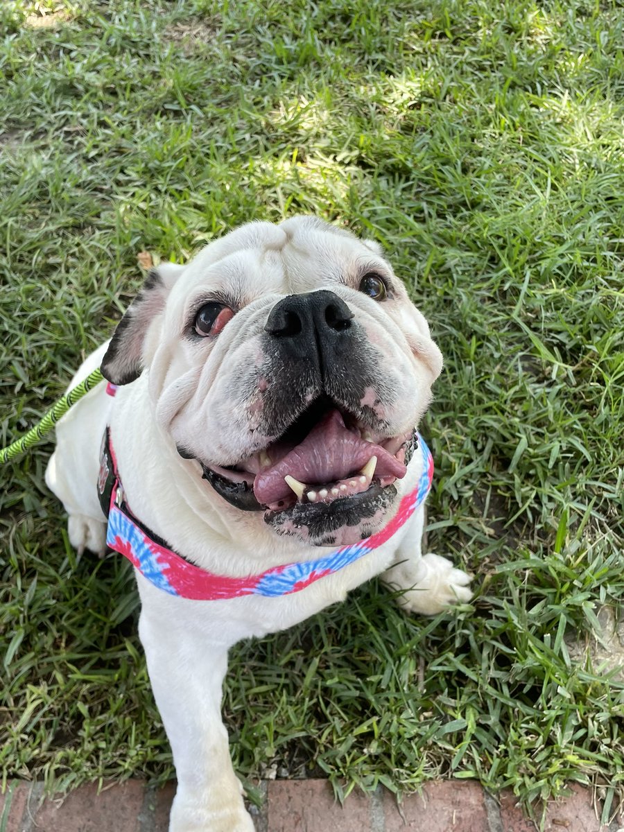 Meet Moose from the Carson Shelter!