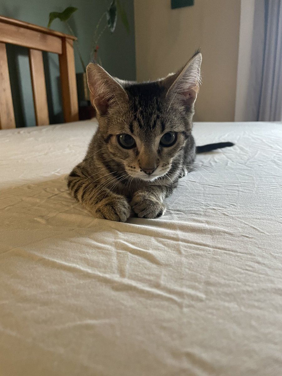 MsCieslak's tweet photo. Good morning 4 White.
I will miss seeing all your lovely faces at school today, but it’s important that we all stay safe. Here’s a picture of Victor to make you smile, until we can be together again. https://t.co/NTtD1yRQ6R