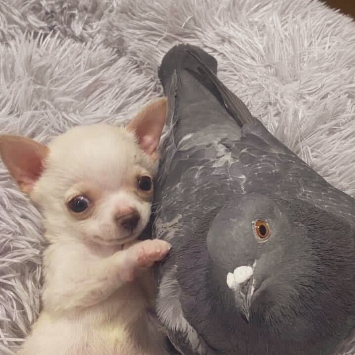 okay pero miren esta linda secuencia