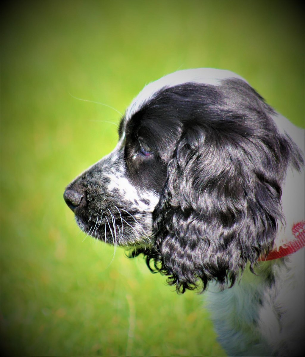 line_training's tweet photo. Here are our August In-Liners. We’ve had so much fun on our workshop. Excited to see how they all get on as our course progresses. Beautiful dogs.  @TheKennelClubUK @Wayneholt75 #puppytraining #basictraining #dogtraining #funwithyourdog #reallifetraining #inlinedogtraining 1/2 https://t.co/5saXOppiTA