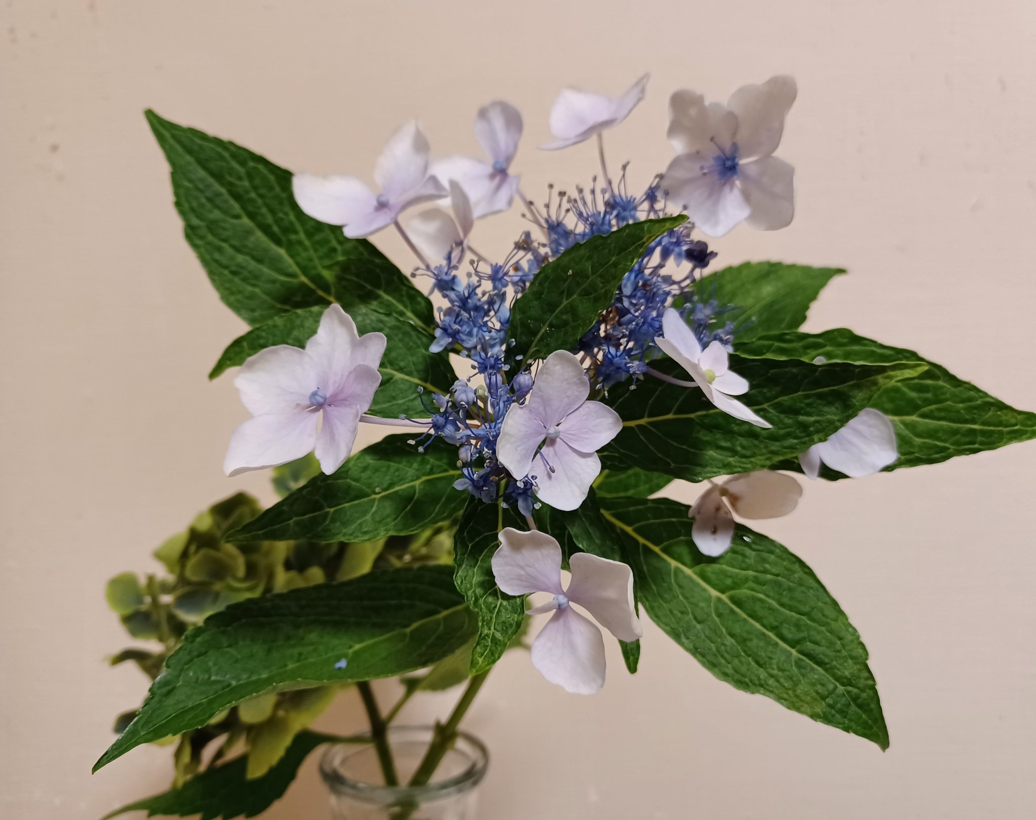 はなこ ペンタスの花束を على تويتر おはようございます 今週も連日猛暑日の予報 気をつけてまいりましょう 私の 世界に一つだけの花 Smap 今年最後のアジサイ はなこ ペンタスの花束を على تويتر おはようございます 今週も連日猛暑日の予報 気をつけてまいりましょう 私の 世界に一つだけの花 Smap 今年最後のアジサイ