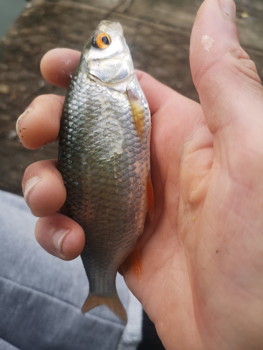 Titch_World's tweet photo. Some more fishing snaps 🎣 #Fishing #WoodendFarmComplex #Carp https://t.co/y31QTreQfv