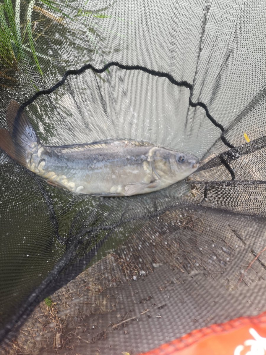Titch_World's tweet photo. Some more fishing snaps 🎣 #Fishing #WoodendFarmComplex #Carp https://t.co/y31QTreQfv