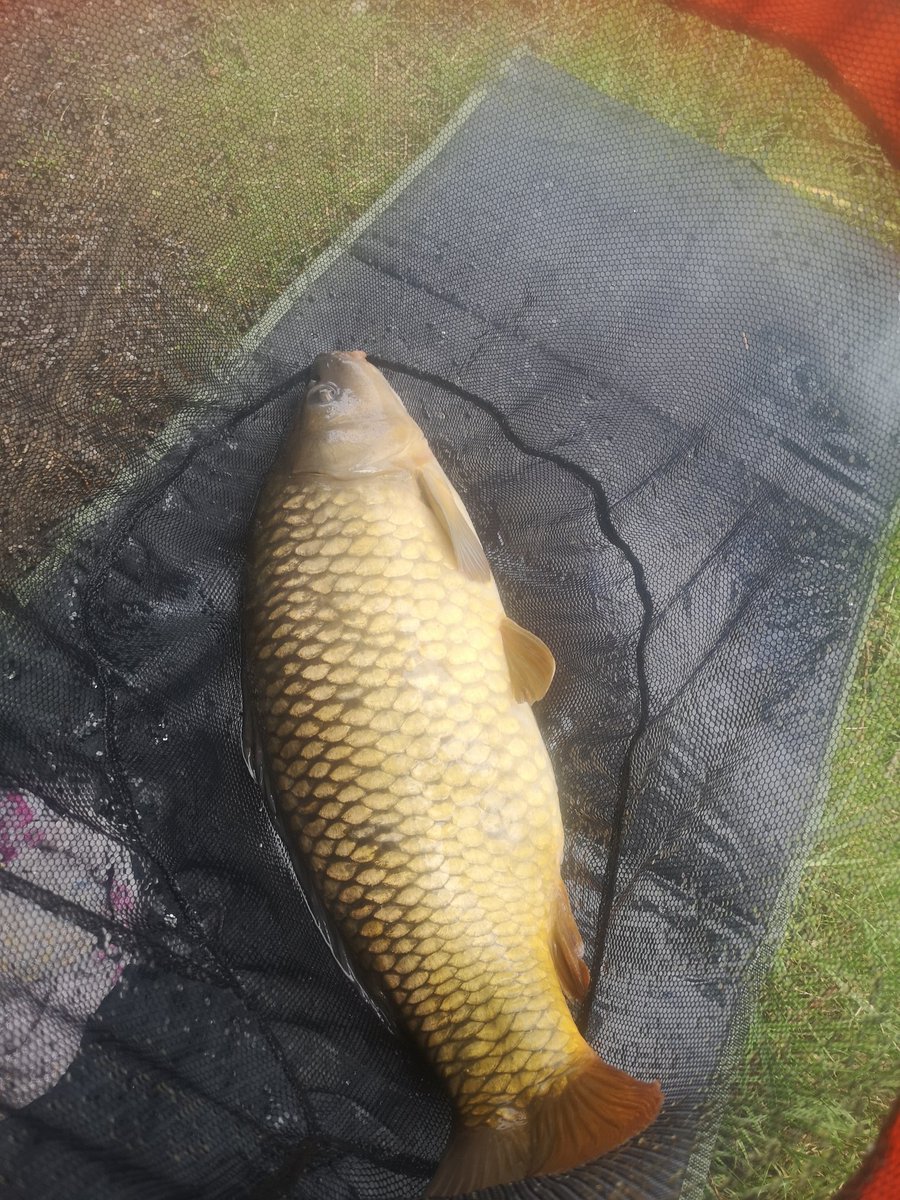 Titch_World's tweet photo. Some more fishing snaps 🎣 #Fishing #WoodendFarmComplex #Carp https://t.co/y31QTreQfv