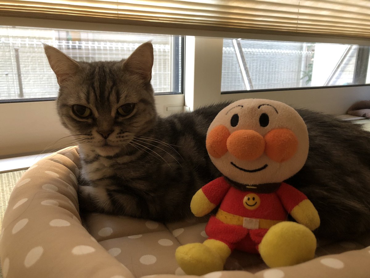febiso42917's tweet photo. 里親59日目🐈
おはようございにゃす😊
アンパンマンと一緒にお目覚め🌤

#猫好きさんと繋がりたい　#猫のいる暮らし  #保護猫　#アメリカンショートヘア  #猫のいる幸せ　#猫　#ネコチャンカワイイ https://t.co/qG3XRPv4mr