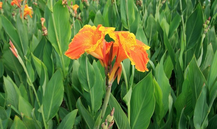 365日の誕生花と花言葉 365 Birthday365 Twitter