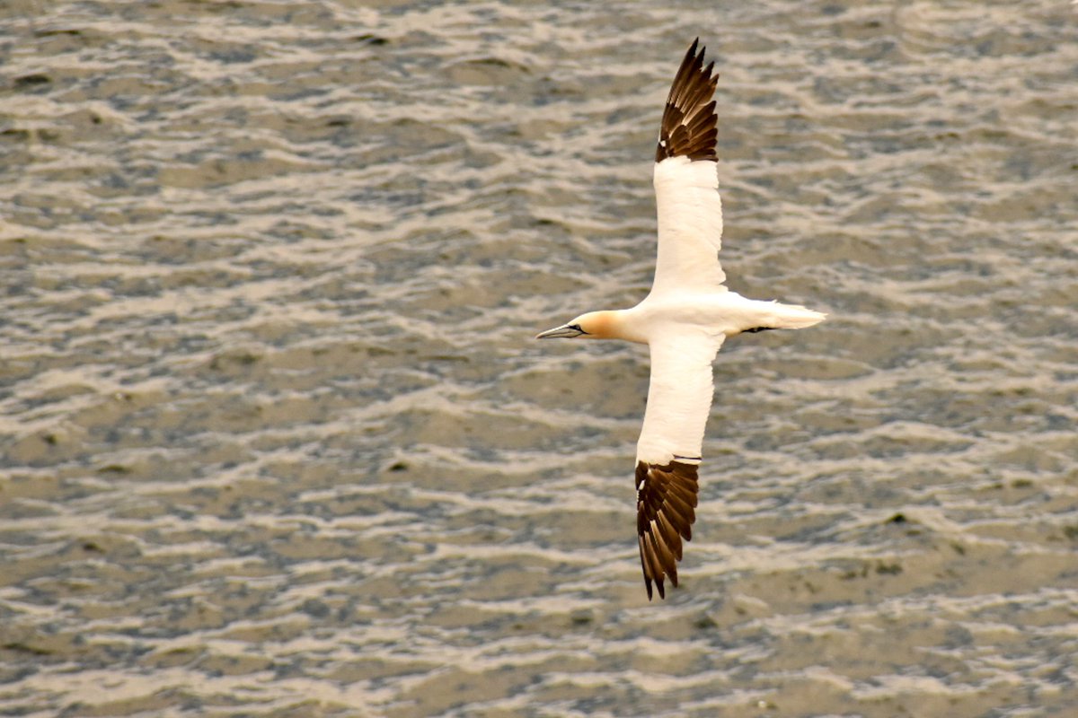 Gannet in full flight.... Beautiful to watch 👌
#Saltee #kilmorequay #wexford #gannets #seabird #ireland Saltee Island