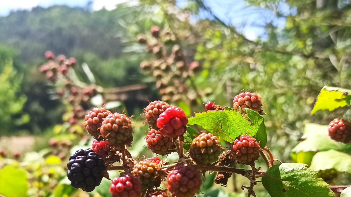 Siempre que me topo con moras pienso lo mismo: no maduran a la vez, pese a estar en la misma rama. Como los niños en un aula.
Foto: #SantaEulàliaDeRiuprimer