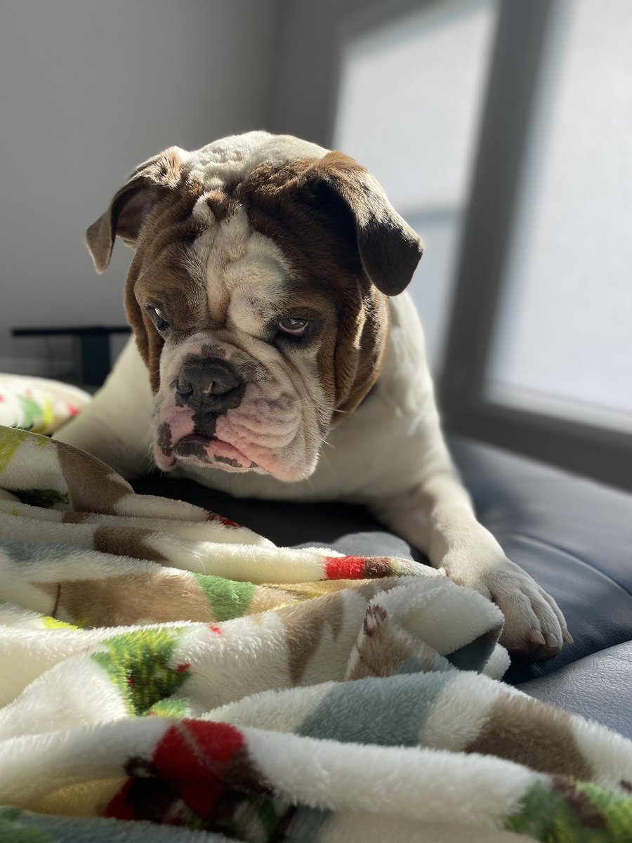 chicharrn13's tweet photo. I will keep guard & always protect my pack from the shadow monsters the sun brings in every evening ☀️ 👻! I haven’t caught one yet…never giving up!! I’m an #englishbulldog #shadowchasing #guarddog named #chicharrón following #dogsoftwitter! https://t.co/BtM3OIVP2k