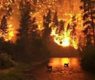 🚨I am calling all the countries who can help us. We are perished and devastated with the total 112 fires.Please help us!!
🚨Bize yardım edebilecek tüm ülkelere seslenmek istiyorum 112 adet yangın sebebiyle perişan ve harap olduk.Lütfen bize yardım edin. #helpturkey