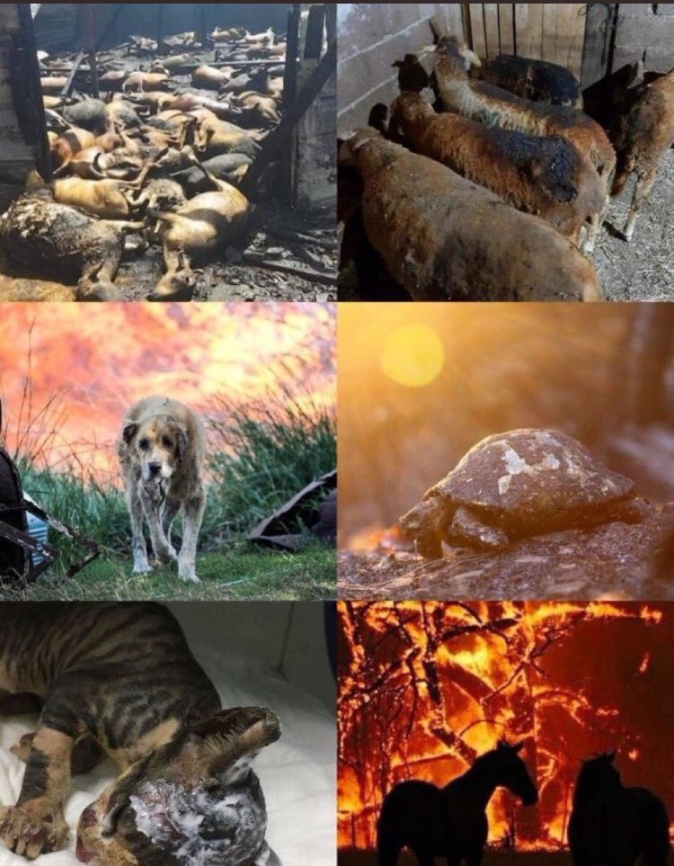 🇺🇸Turkey is on fire needs help
🇩🇪Die Türkei brennt braucht Hilfe
🇫🇷La Turquie est en feu et a besoind'aide
🇯🇵トルコは火事であり 助けが必要です
🇷🇺Турция горит и нуждается в помощи
🇪🇸Turquía está en llamas y necesita ayuda
🇮🇹La Turchia èin fiamme e ha bisogno di aiuto #helpturkey