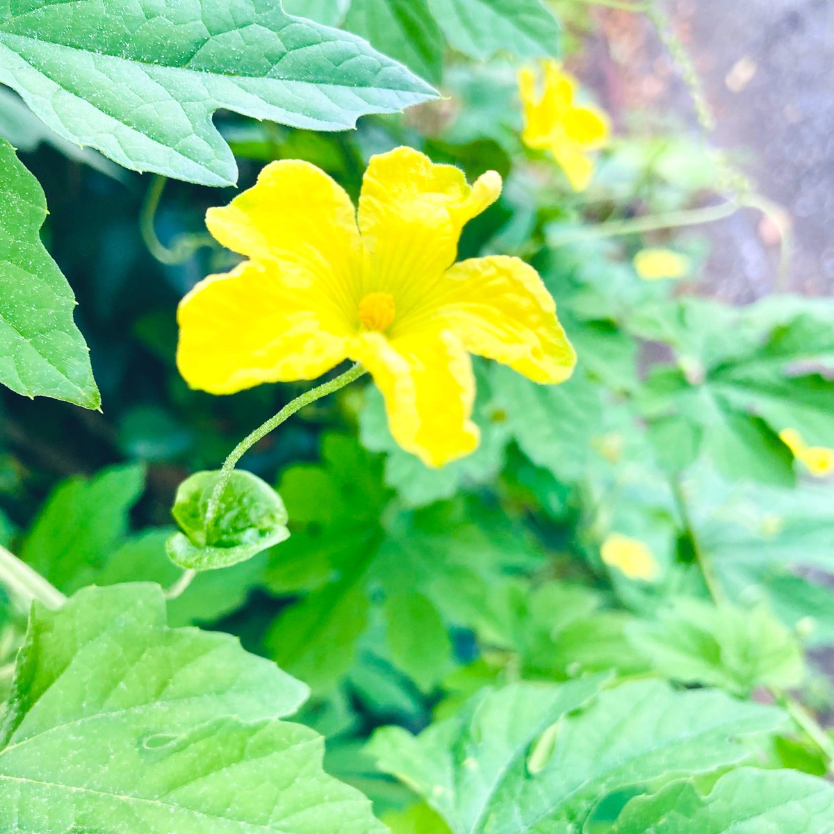 白那美 アンジュ しらなみ あんじゅ Ihola 今日の花 は黄色いお花のゴーヤさん 花言葉 は 強壮 今日も暑いですが 皆さんが元気に過ごせますーに Bitter Melon Flower