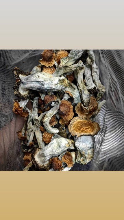 François Hollande (@maxsbruno) on Twitter photo 