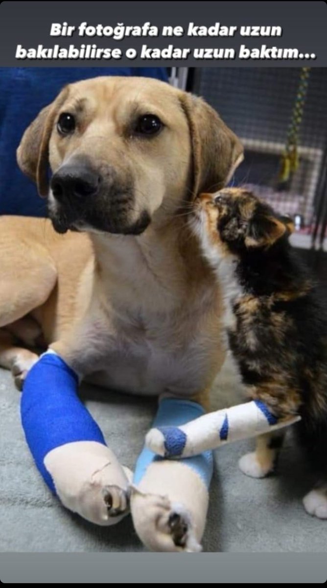 Bazı resimlerin sesi yoktur ama her şeyi anlatır...

 #helpturkey