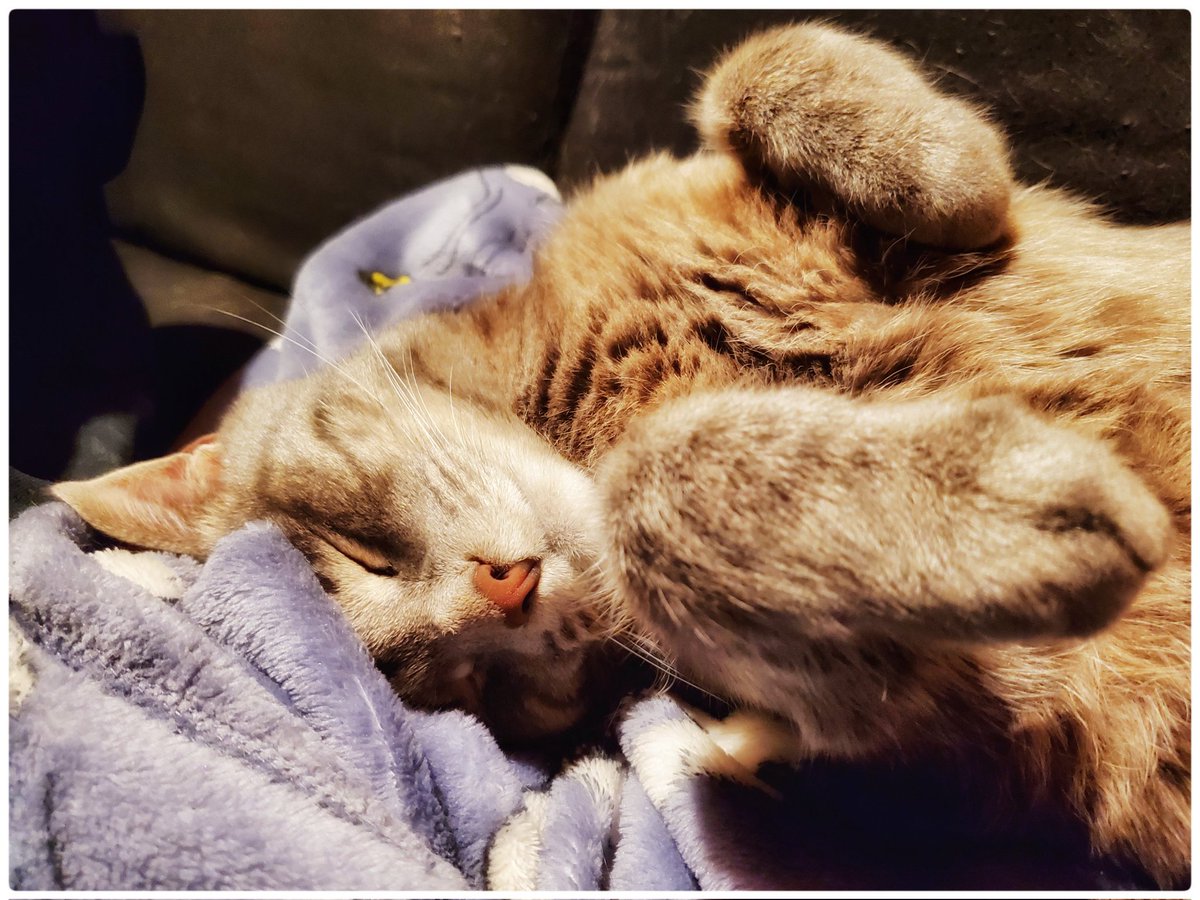 WyattMarlo's tweet photo. Sunday struggles, um snuggles. --Wyatt.
#snugglewithme #cat #CatsOfTwitter #cat #snuggle https://t.co/L5xCuupj7c
