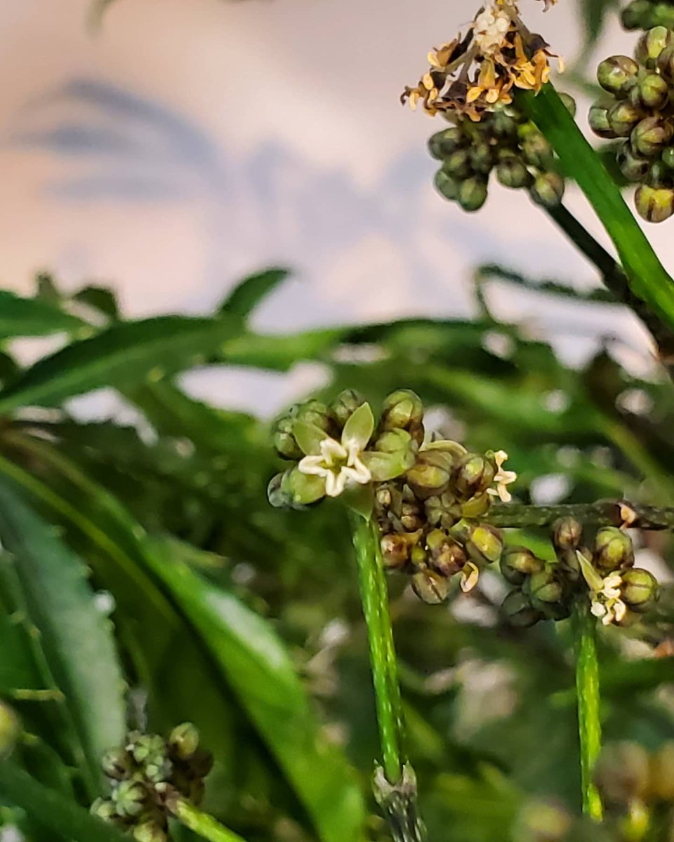 ট ইট র 花里 緑の向こうには ちいさく可愛いお星さま ポリシャスフルティコーサ 花が咲いたよ 観葉植物 インテリアグリーン 花を飾ろう 花を愛でよう 花のある暮らし 花里 逗子銀座通り 逗子花屋 Loveflowers ８月２日 月 本日は１８時まで営業