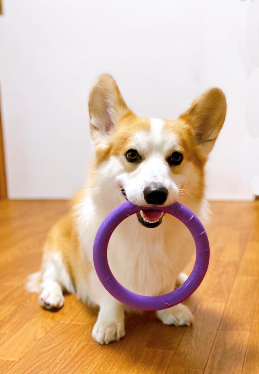 夾 煌が めちゃコミックのcmに出演しています コーギー Corgi めちゃコミック めちゃコミックcm Cm モデル タレント モデル犬 タレント犬 ペットモデル ペットタレント イケワン イケメン