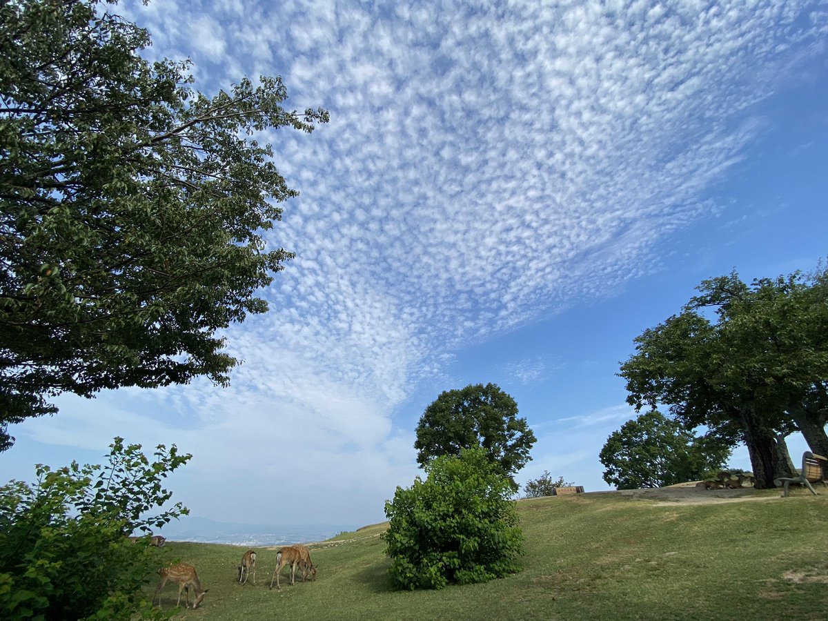 この空も好き

#若草山
#若草山山頂
#若草山ハイク
#奈良ウォーク
#奈良
#春日山原始林