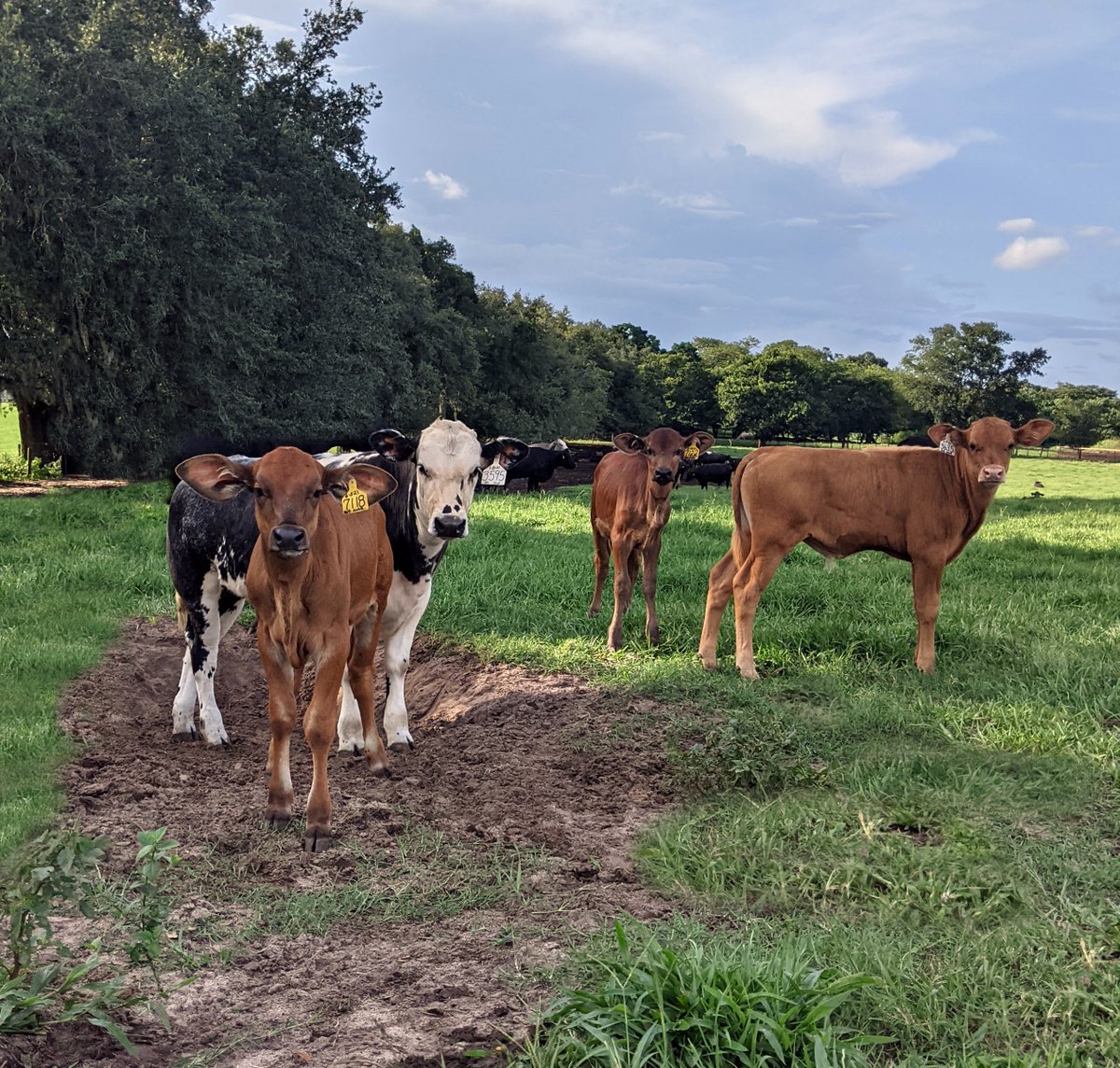 MasterBlendBeef's tweet photo. I'm thinking this might be the only pasture in the world where a British Blue stands aside a group of Indian Bison known as Gaurs. Not to mention the Wagyu-Belgian Blue hybrids we've been breeding that are wandering about. 
#CattleTales #IndianBison #Cattle #BelgianBlue https://t.co/mLAan6LX7B