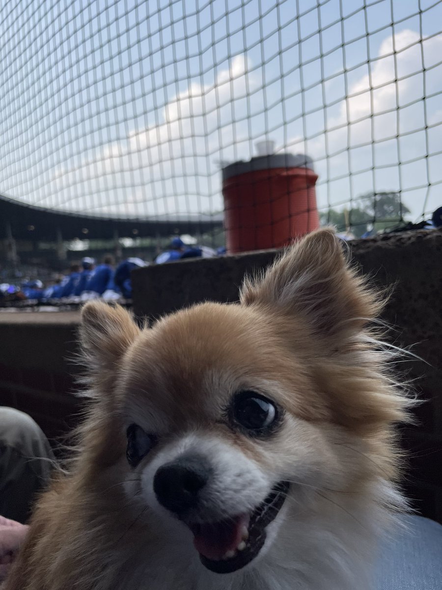 TheJimSteele's tweet photo. Pics at #BosseField - #DogsDaysOfSummer Diego is on the front row behind first base. He was just barking a minute ago when the announcer was playing the trumpet music and yelling CHARGE!!! On our way back from cruising around this last week. Still looks #stoned af #Baseball https://t.co/riIHwkUEHu