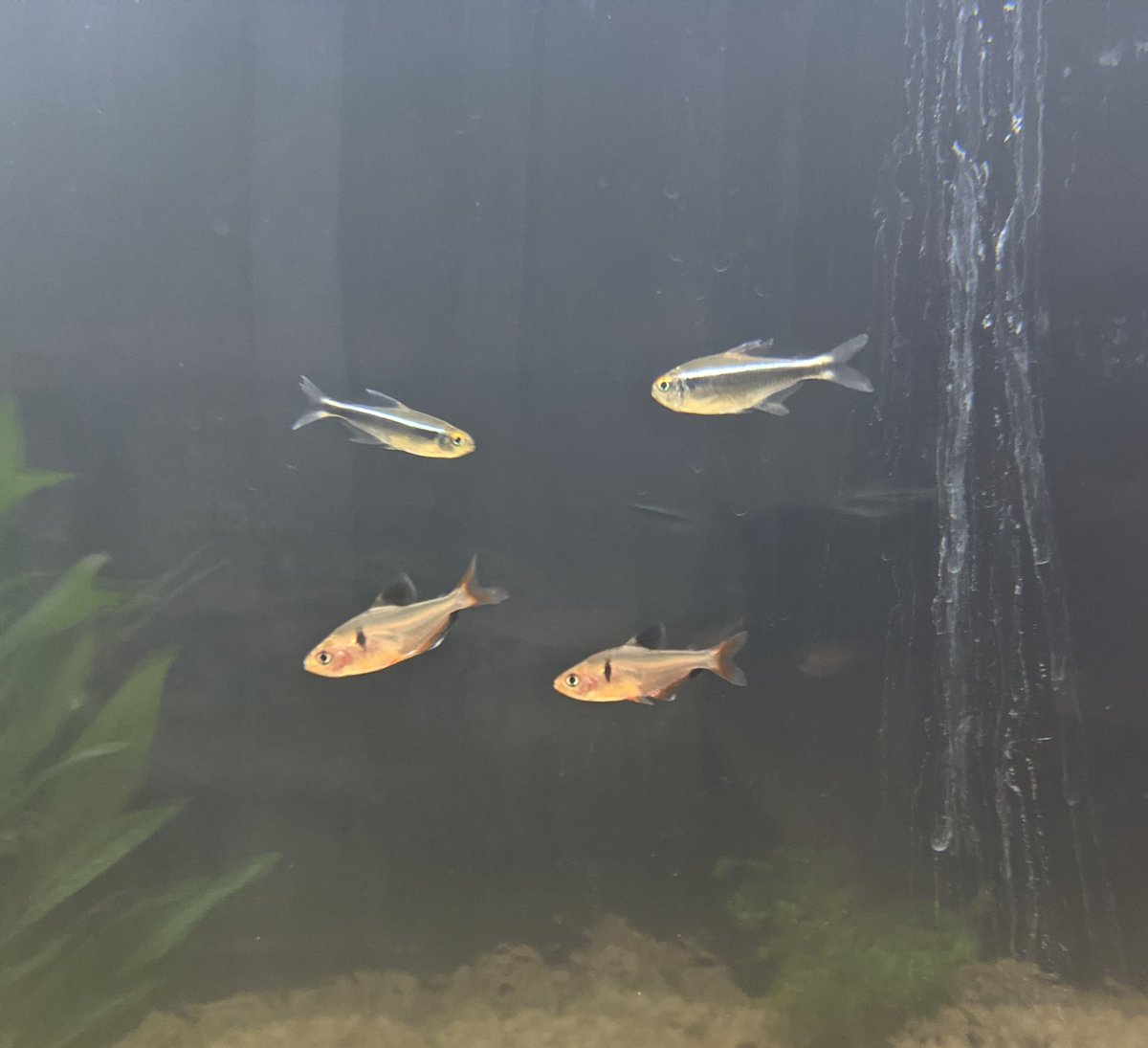 jnobes_'s tweet photo. First additions to the aquarium, give them names pls https://t.co/UfmBR2Rt8o