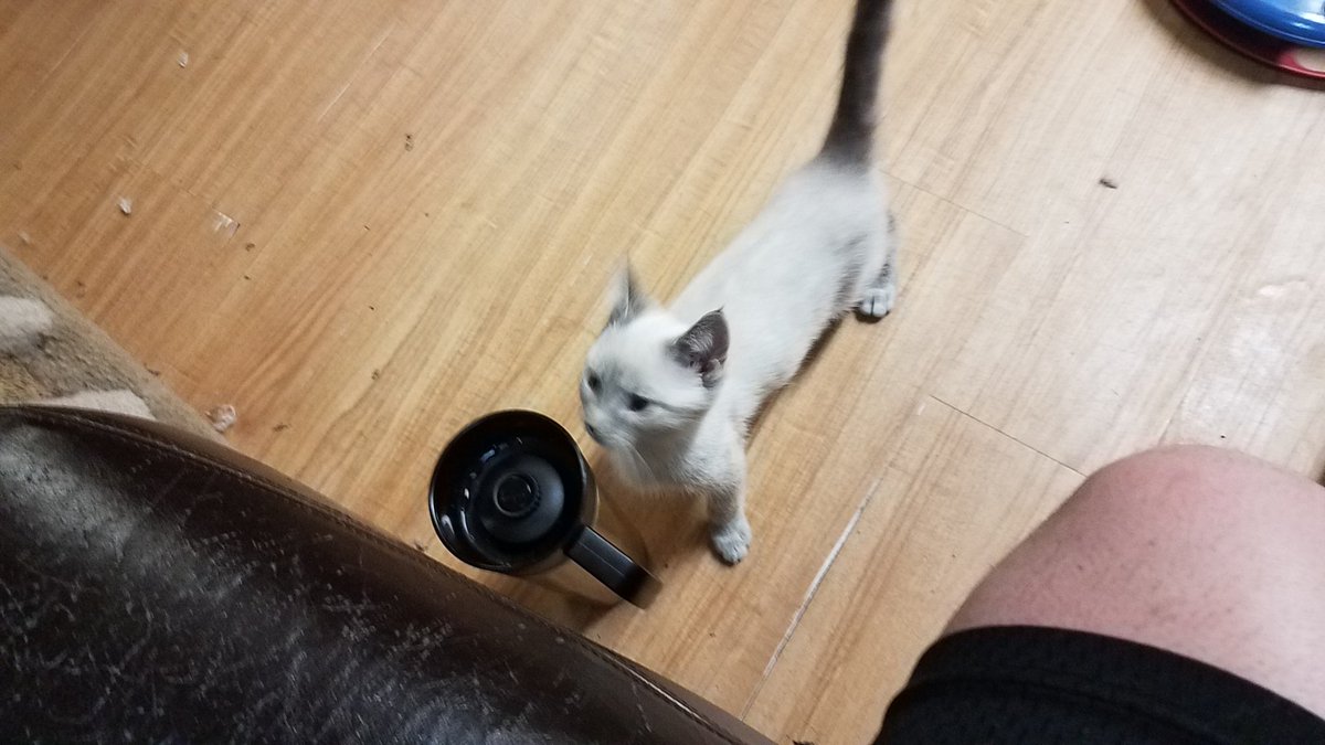 Cyphafrost's tweet photo. Need name for foster kitten https://t.co/ueBQNbCkWp