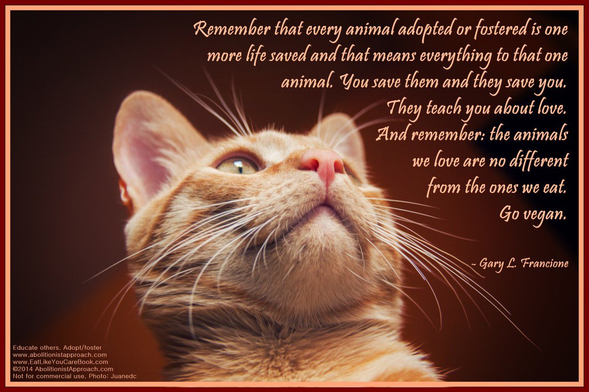 Every animal. Every animal. Every animal. Atlantic walrus. Animals quotes.