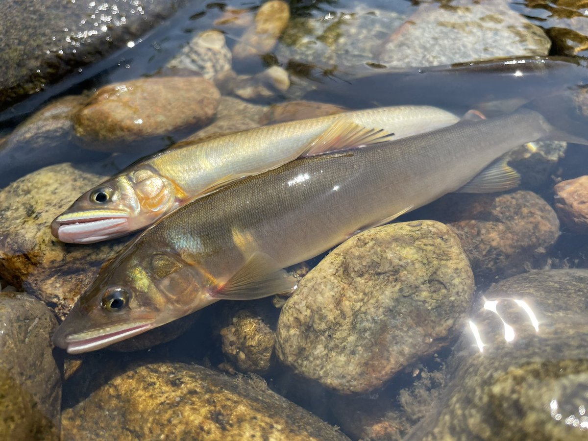 小塚拓矢 A Twitter 日曜は 今季初のテンカラ網 鮎 はじめて4 5年経つが こんなにアユカケが混じった日は無く 1尾だけ初めて食べてみた 塩焼き その後 身が無くても 身ごとのカジカの骨酒を明確に上回る旨味 素朴に驚いた