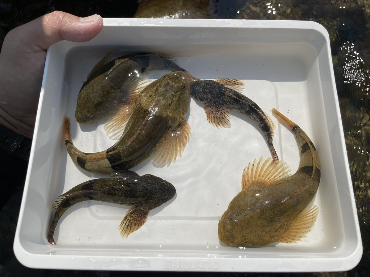 小塚拓矢 A Twitter 日曜は 今季初のテンカラ網 鮎 はじめて4 5年経つが こんなにアユカケが混じった日は無く 1尾だけ初めて食べてみた 塩焼き その後 身が無くても 身ごとのカジカの骨酒を明確に上回る旨味 素朴に驚いた