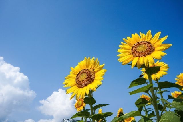 アルビオン Albion 公式 おはようございます 今日の誕生花は 向日葵 花言葉は あなただけを見つめる です 夏 といえば 太陽に向かって黄色い大輪の花を元気いっぱいにさかせる 向日葵 が印象的 花言葉はとってもロマンチック 意外な