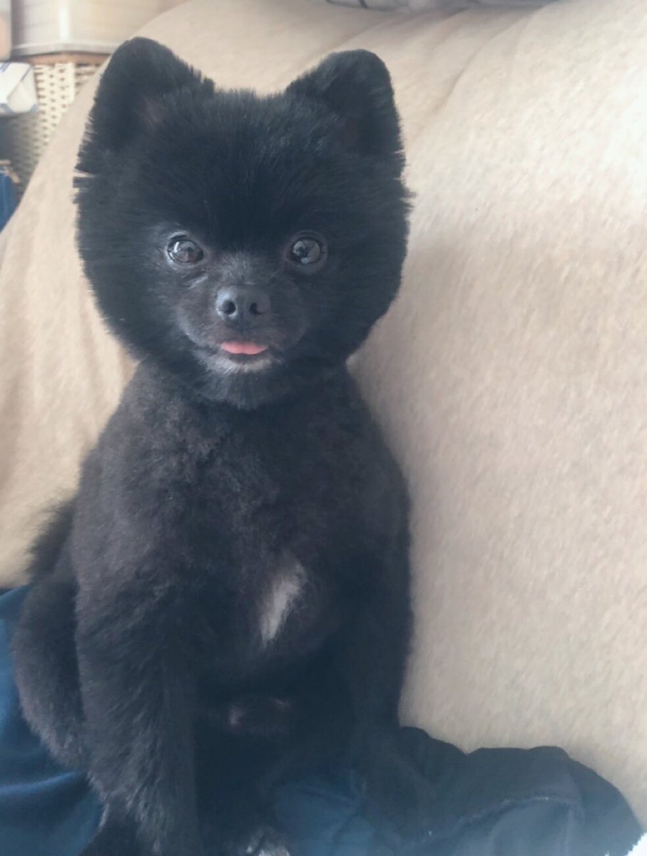 hagihukucha's tweet photo. ぷーちん

#ポメラニアン 
#犬好き https://t.co/bFQDJV3Wku
