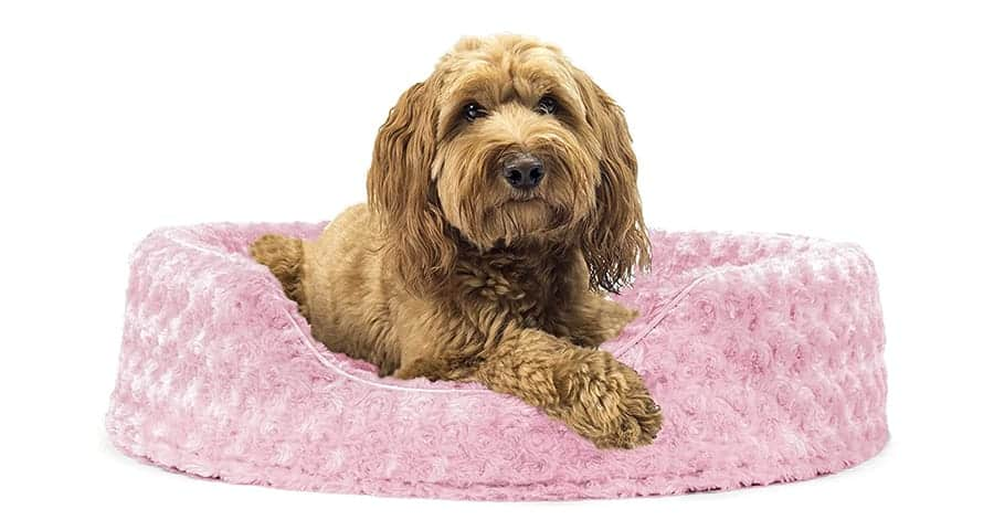 SleepSoundltd's tweet photo. "I Can't Sleep😴, I Need a New Bed, I Need to SLEEP SOUND, I Know Where I Can Find a Bed, To Find a Comfortable Dog Bed" Head Over To: https://t.co/FsWP2hptrf https://t.co/s0ATRyIyc2