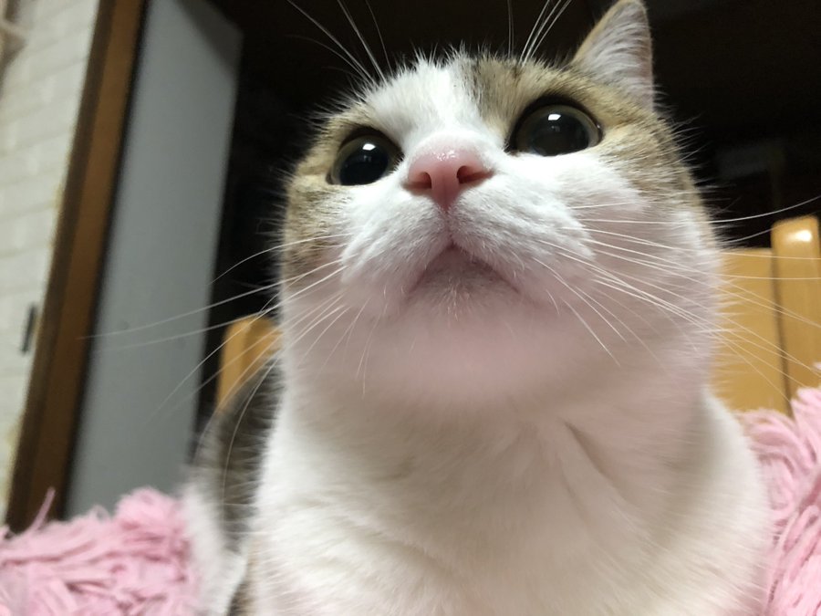 生後2ヶ月の子猫の性別が分からない いつからわかる見分け方は Catハウス