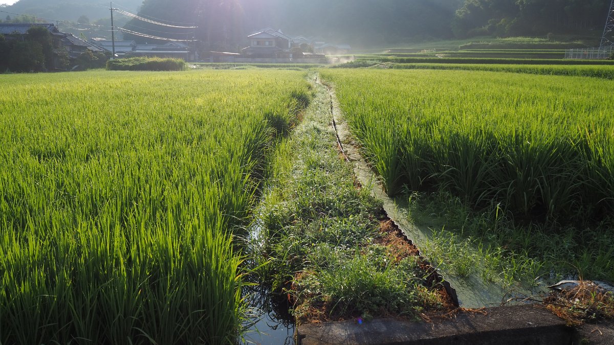 ファミマ御所富田店の裏、なにげなく撮った風景