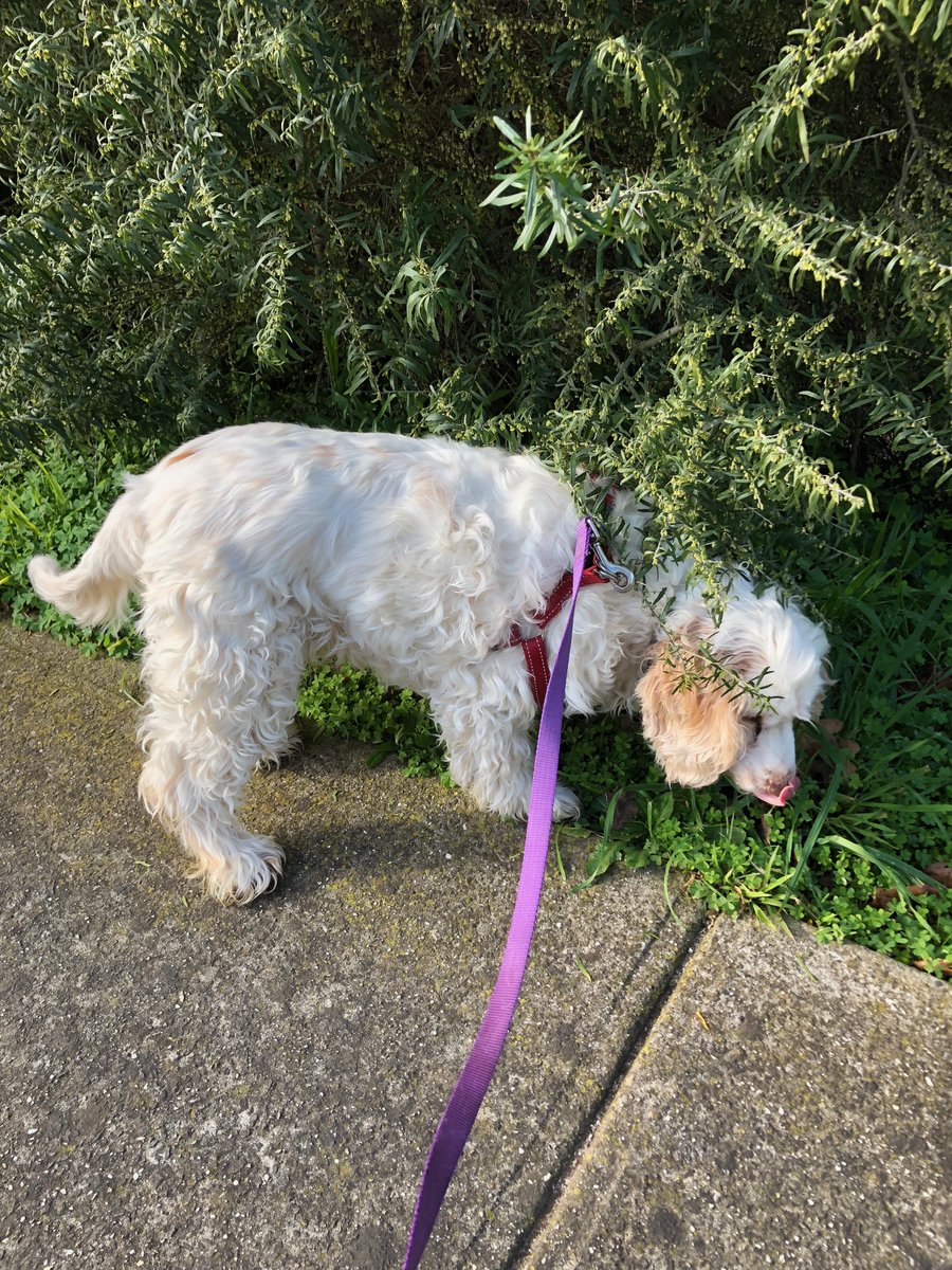 Archie_Spaniel tweet picture
