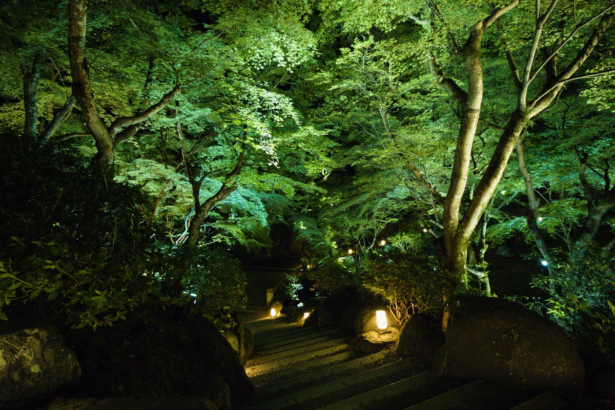 Mayusayu V Twitter 東福寺のライトアップ綺麗だった 高いけど見る価値は充分あった ただ蚊の猛攻を受けるから虫除け必須笑 東福寺 青もみじ そうだ京都行こう 写真好きな人と繫がりたい