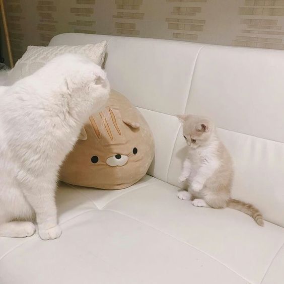 GENTLECAT tweet media