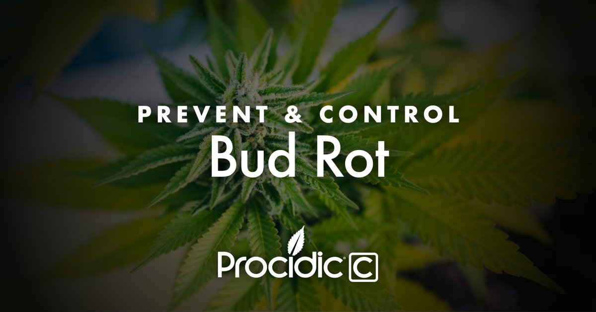 procidicc's tweet photo. Bud rot, also known as gray mold, can damage an entire operation quickly. 

Take action by using #ProcidicC at the first sign of mold on the flower bud! » https://t.co/7YJ4crfdsZ https://t.co/OyD820D6OS