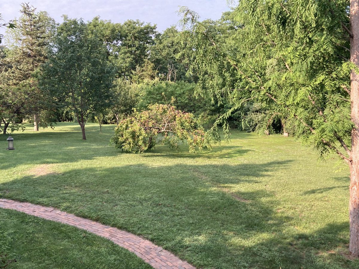 swelow's tweet photo. Our peach tree full of almost ripe fruit spotlighting by the unexpected sunlight this morning is the very beacon of life, hope, love and nature’s beauty! #FlowerReport #JustMarvelous https://t.co/79QEGkgrzw