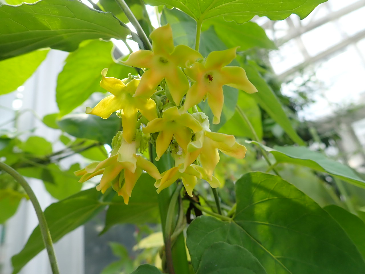 تويتر 神代植物公園 ニュース على تويتر スタッフより 園芸係 大温室エントランスにイエライシャンの花を展示中です イエライシャンは キョウチクトウ科テロスマ属のつる植物 李香蘭 山口俶子 の歌で有名です 漢字で夜来香と書いてイエライシャンと読み