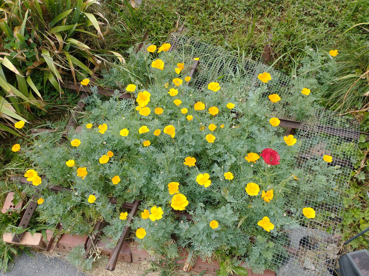 Sneas's tweet photo. The California Poppies are in full bloom! The first of the Red Poppies just bloomed earlier today too! https://t.co/l0lMKrVNF6