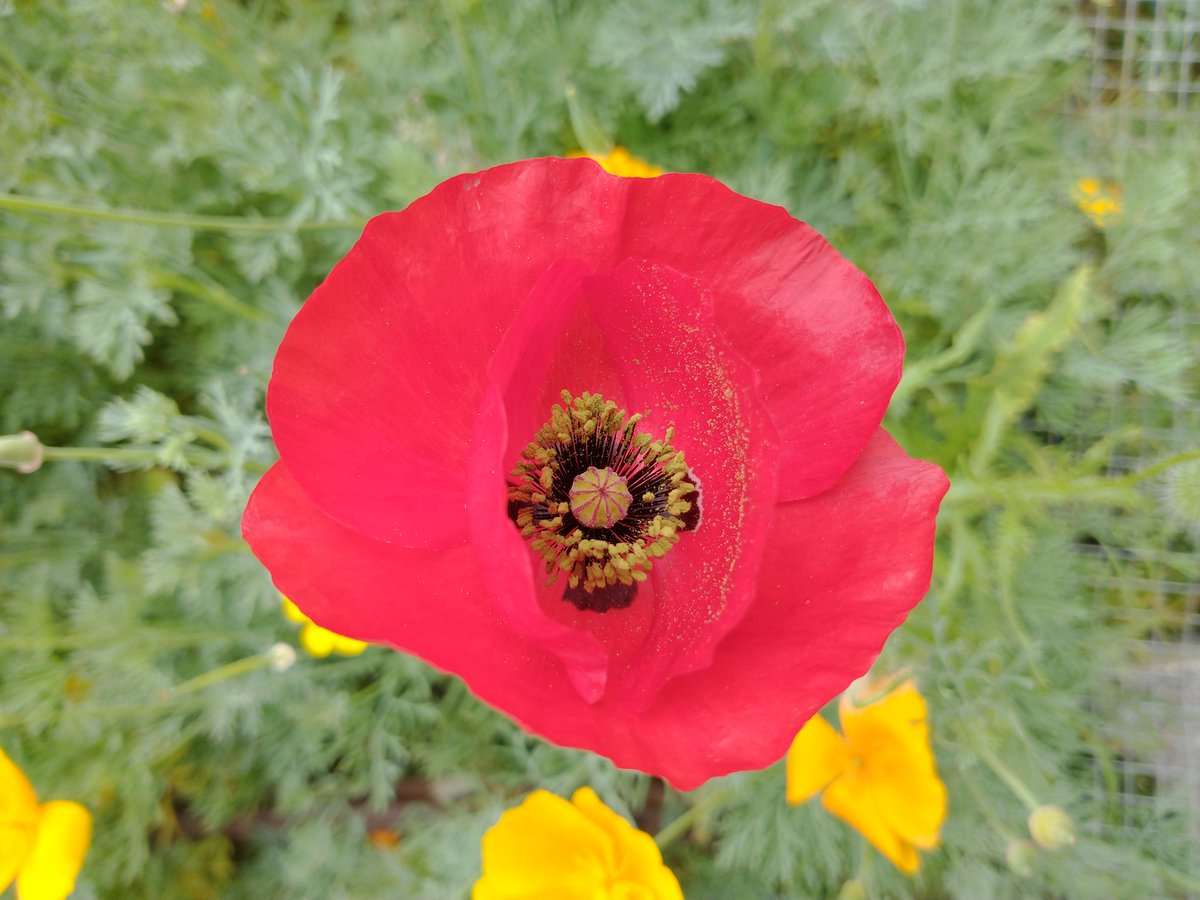 Sneas's tweet photo. The California Poppies are in full bloom! The first of the Red Poppies just bloomed earlier today too! https://t.co/l0lMKrVNF6