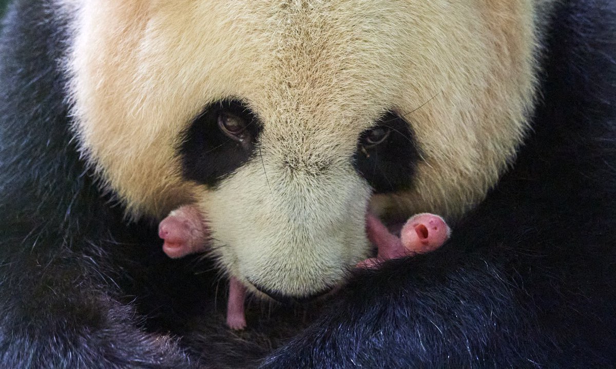 FA-BU-LEUX ! Nous avons l’immense joie de vous annoncer la naissance de 2 jolis petits pandas, nés cette nuit ! Plus d’infos par ici ! ⬇ 😍😉 #BébésPandaBeauval 📷©Eric Baccega actus.zoobeauval.com/article/naissa…