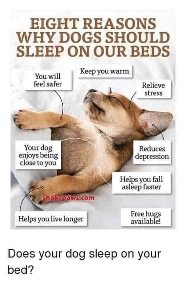 should dogs be allowed on the bed