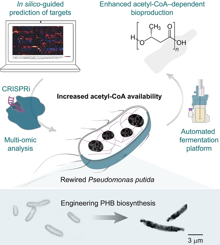 PabloINik's tweet photo. Massive effort to increase acetyl-CoA levels in #Pseudomonas #putida led by @KaterinaKozaeva @LabNikel · Multiplex #CRISPR interference redirects precursors into #biopolymer production · W/@svet_volko @marta_ra_matos @mpmezz @Daniel__Volke & Lars Nielsen
https://t.co/AzQWO1qRad https://t.co/4zEGudbSHA