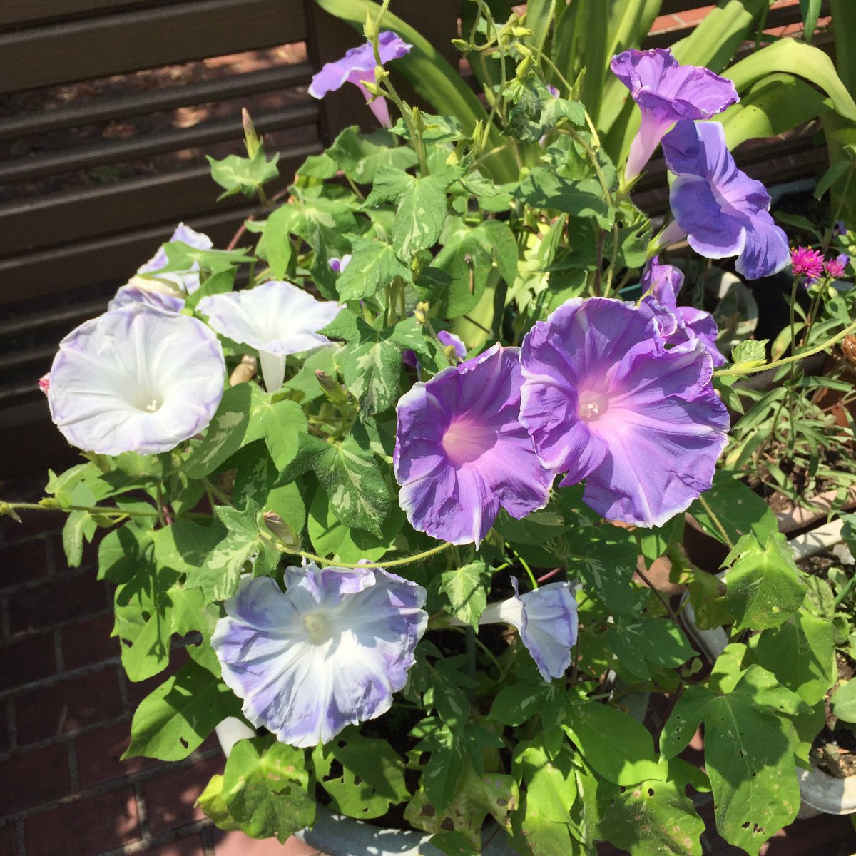 Masashi 近所に咲いていた白と紫色のアサガオの花 White And Purple Morning Glory Flowers That Were Blooming In My Neighborhood アサガオ 朝顔 花 花が好き 夏休み Flower Blume Fleur Flora Morningglory Trichterwinde Flowerlover Masashi 近所に咲いていた白と紫色のアサガオの花 White And Purple Morning Glory Flowers That Were Blooming In My Neighborhood アサガオ 朝顔 花 花が好き 夏休み Flower Blume Fleur Flora Morningglory Trichterwinde Flowerlover