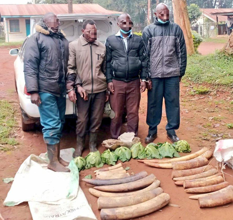 Journal of African Elephants tweet media